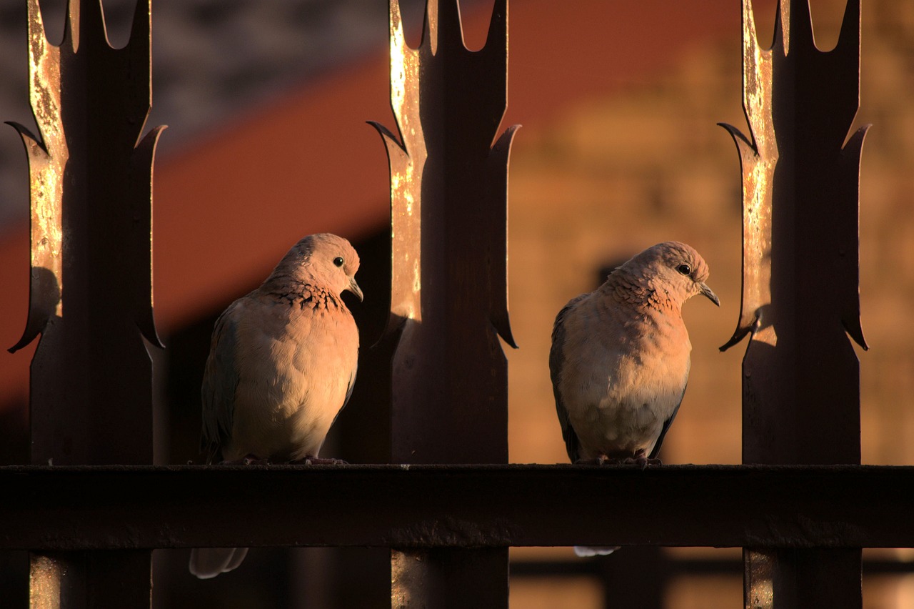 鄧文敏最新鑒鴿研究,探索前沿技術與鴿子潛力的無限可能