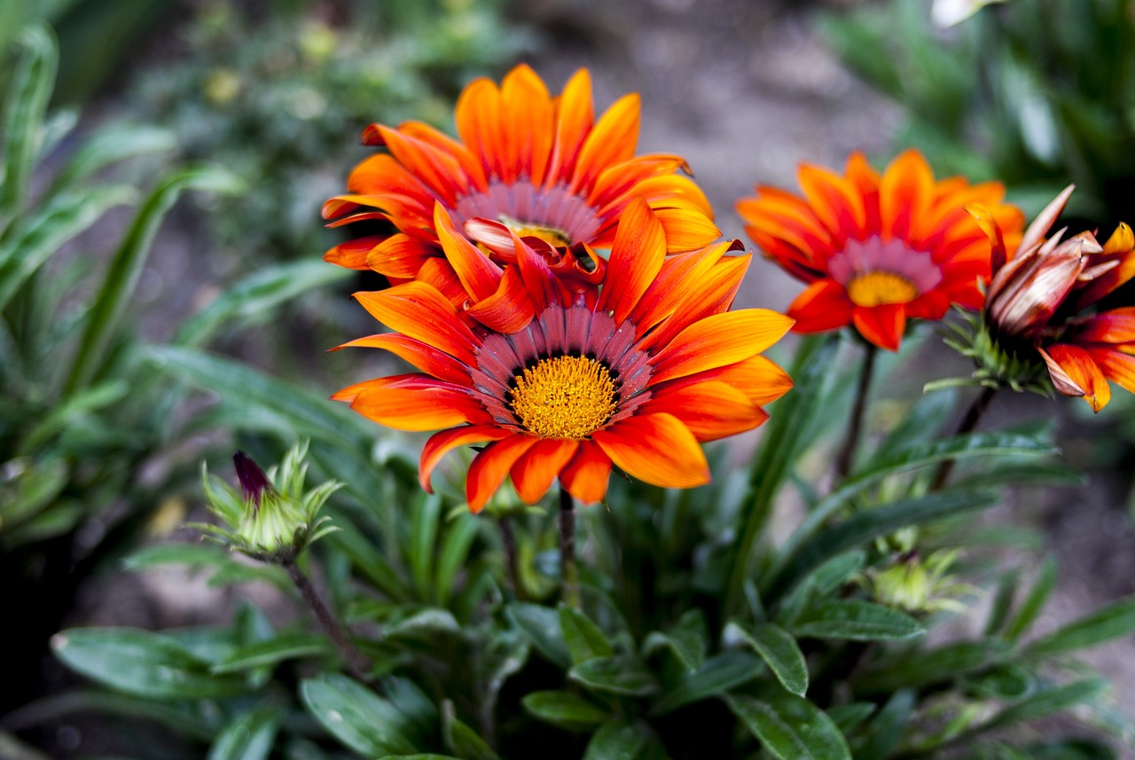 蘇州最新樓盤開盤信息詳解及開盤動態速遞