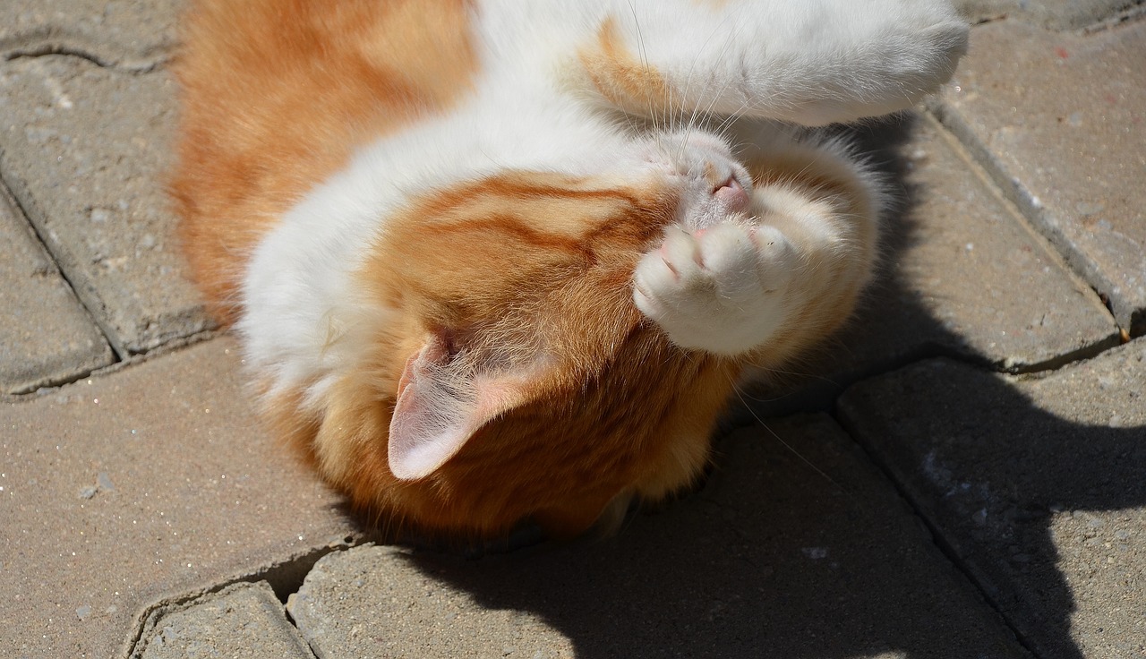 精準策略最新動態,捕捉關鍵消息要素的策略更新