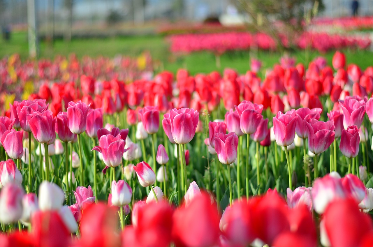 QQ情侶頭像個性網最新探索,個性化愛情表達的新領域