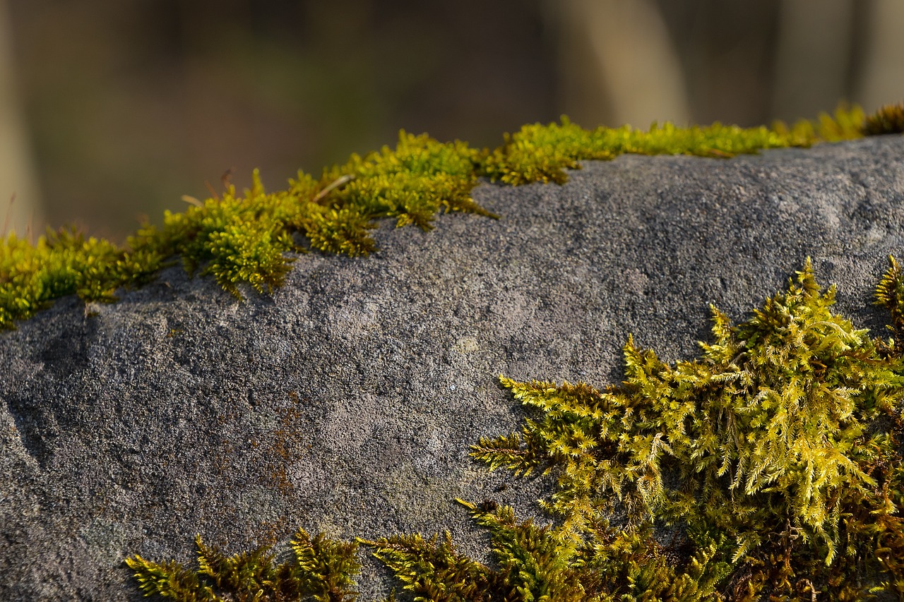 水杉最新版，探索與應(yīng)用前景