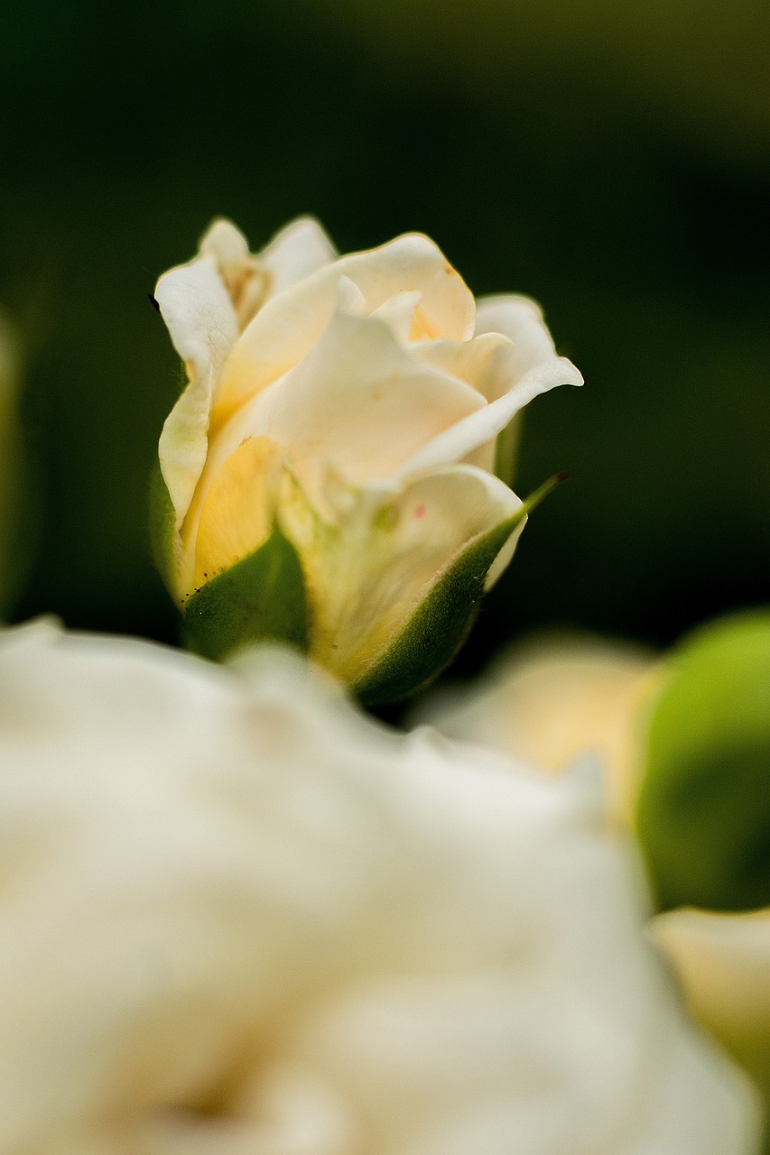 楊穎最新新聞動態,娛樂圈中的璀璨之星閃耀亮相