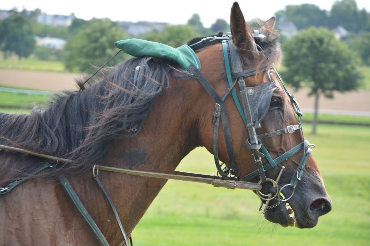 漢尼拔最新動態揭秘，傳奇人物新篇章開啟