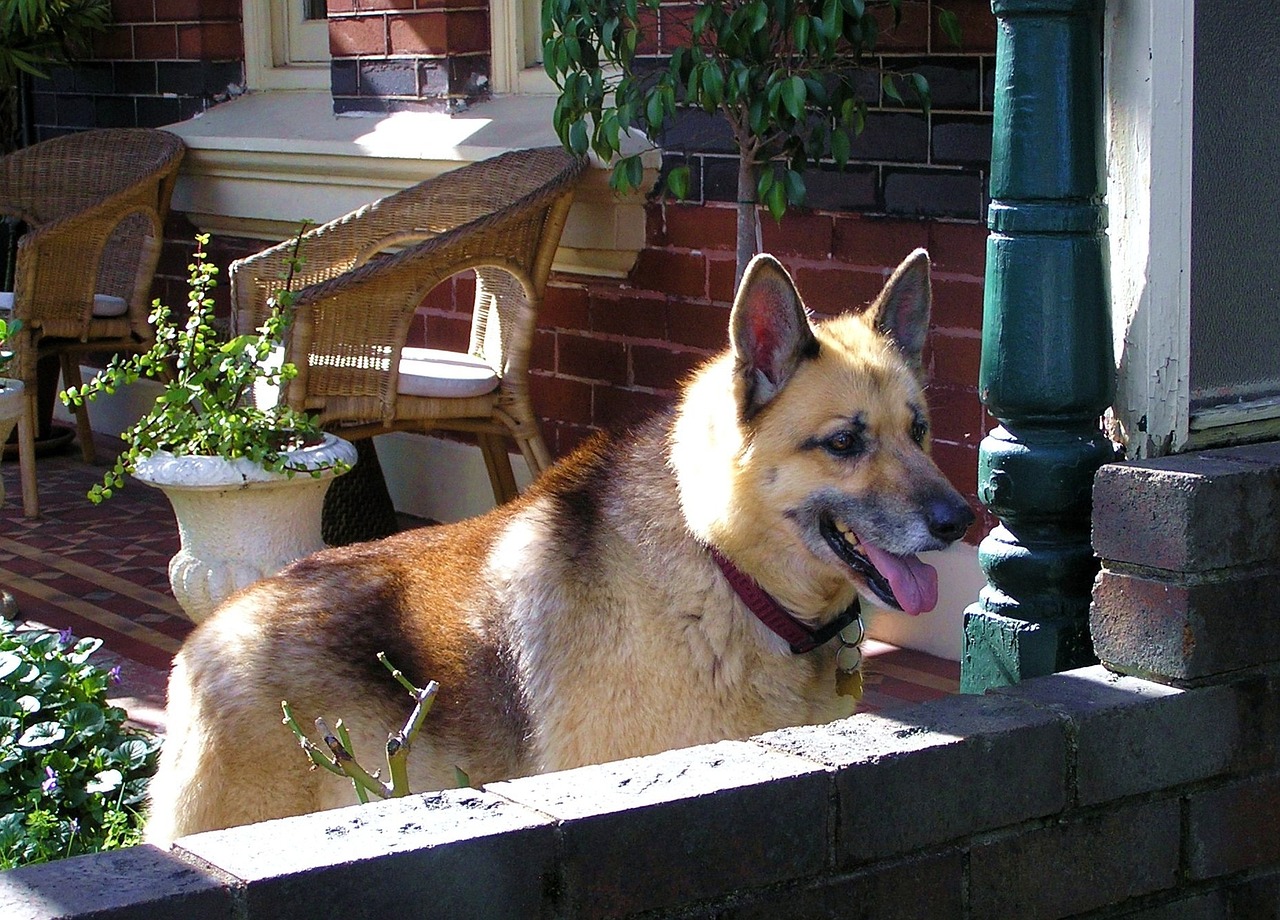 珍珠港最新動態,歷史與現代的交匯點觀察