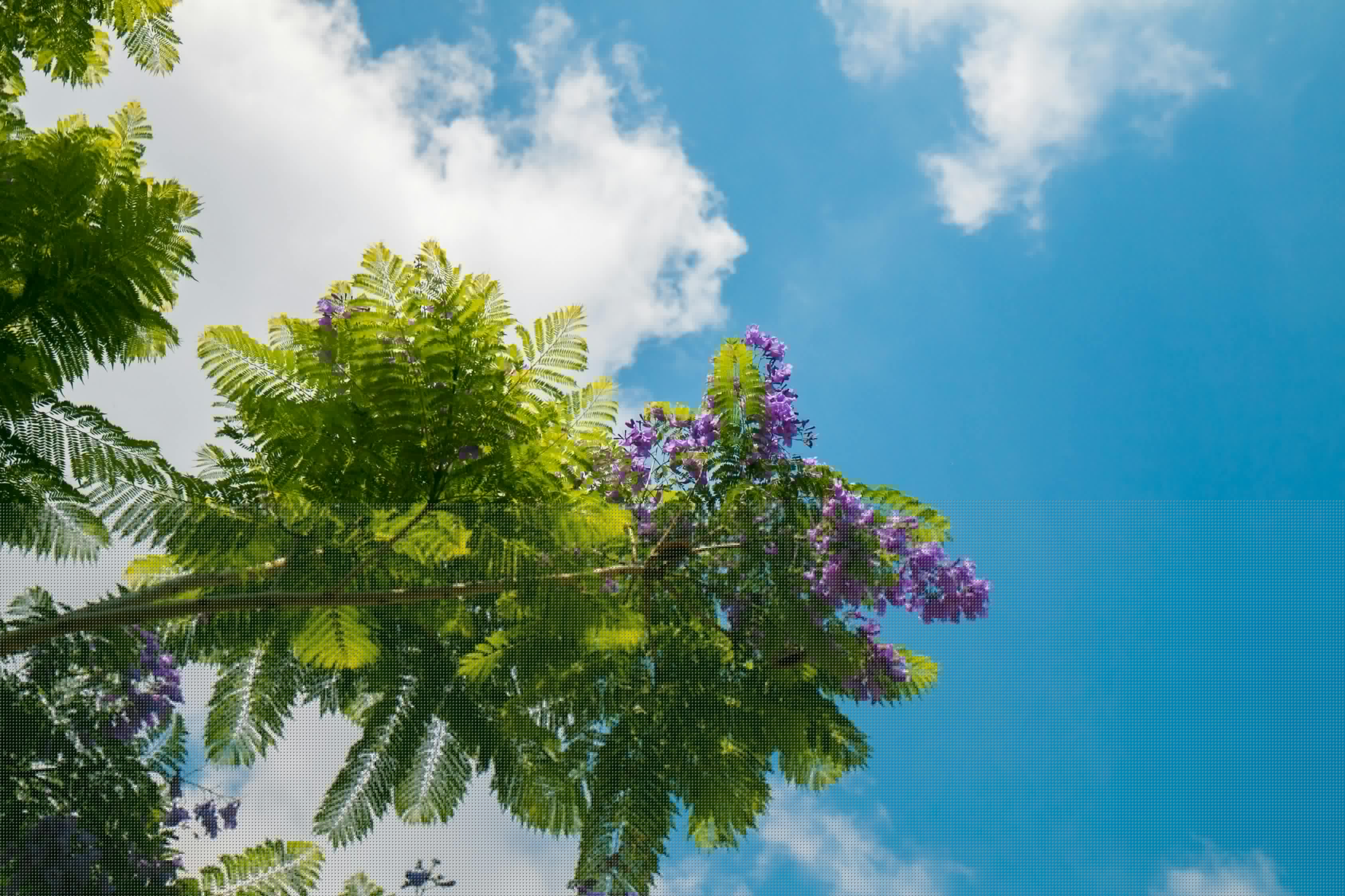 美麗生態(tài)最新公告,共建綠色家園,共創(chuàng)美好未來(lái)新進(jìn)展