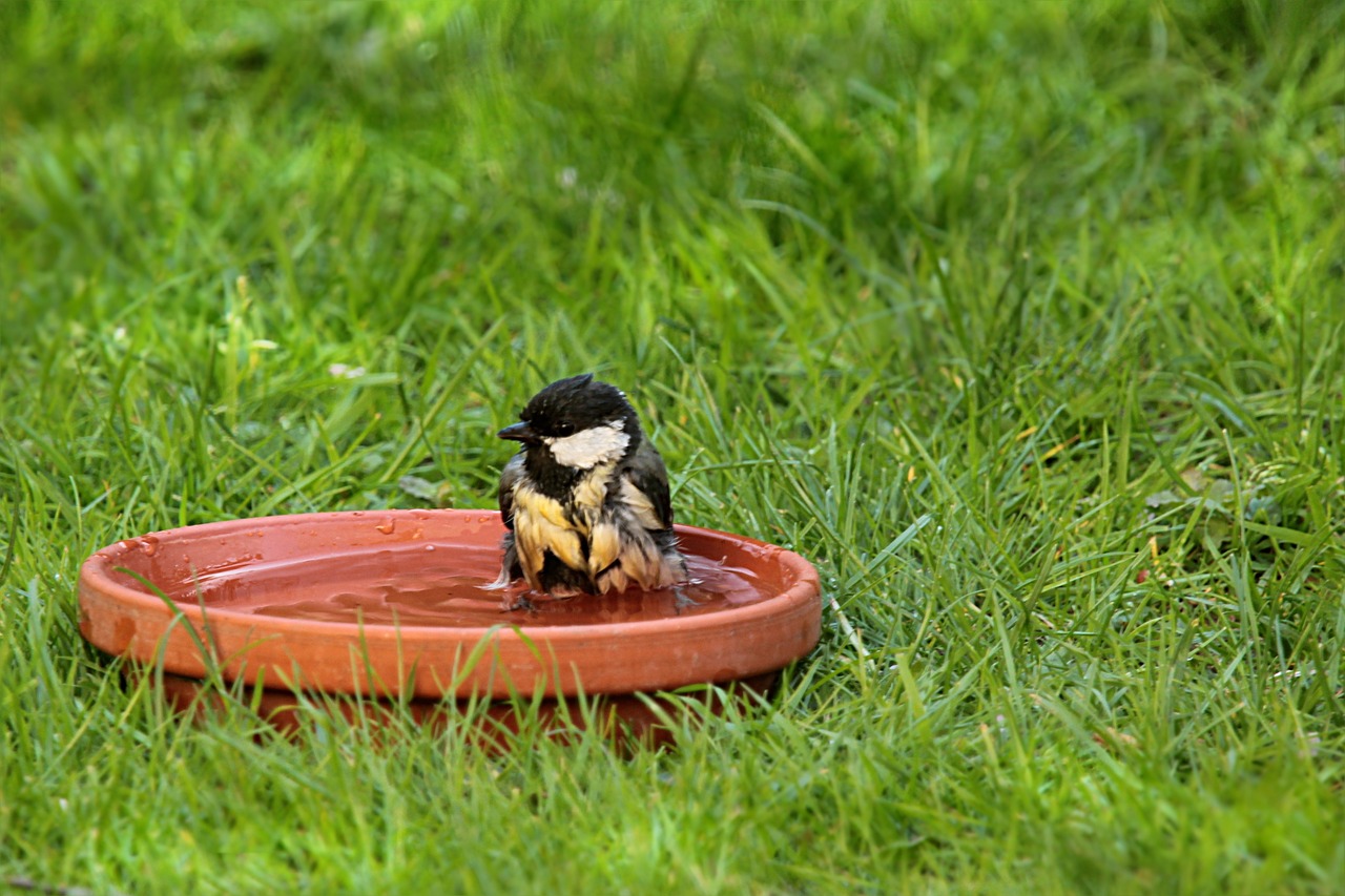 山東棉籽餅最新價(jià)格動態(tài)分析與趨勢預(yù)測