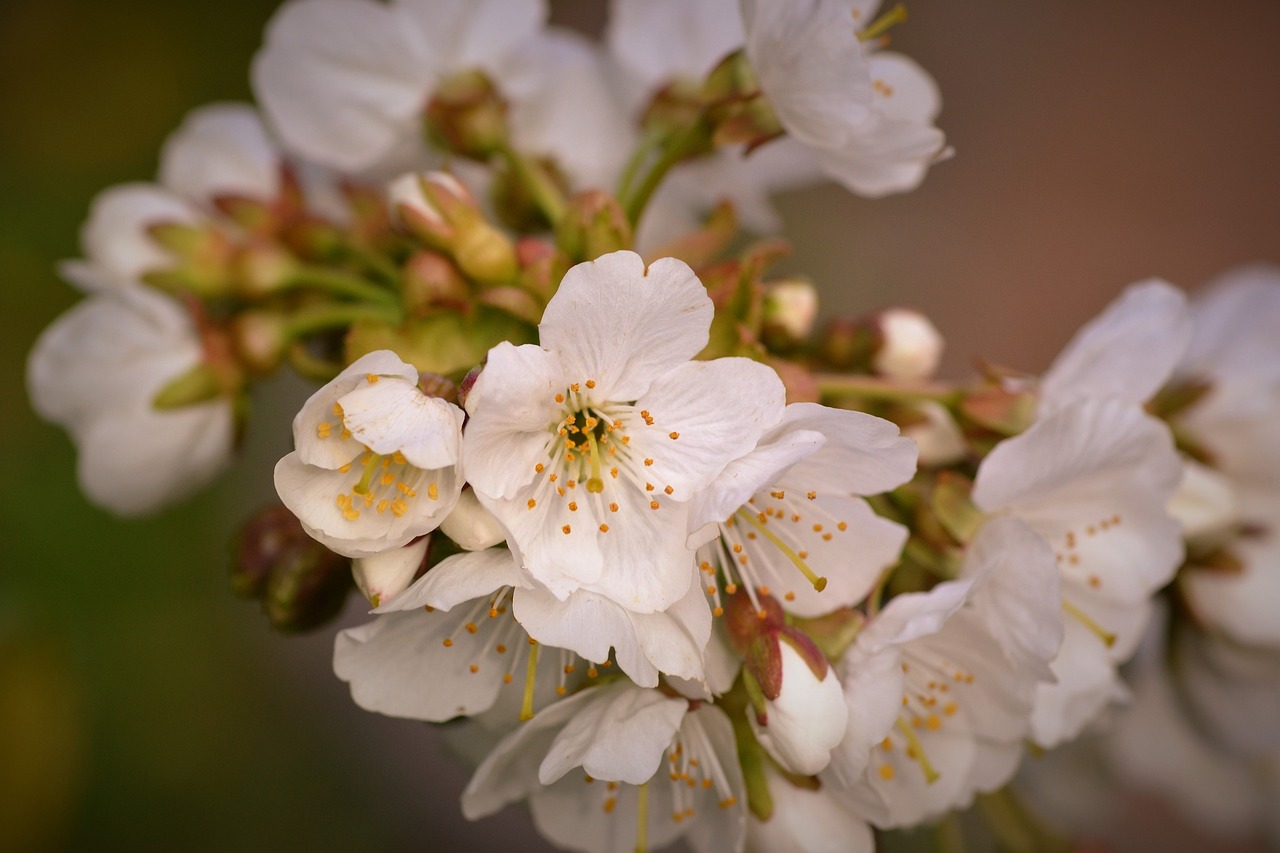平谷馬坊最新動態報道,最新新聞更新