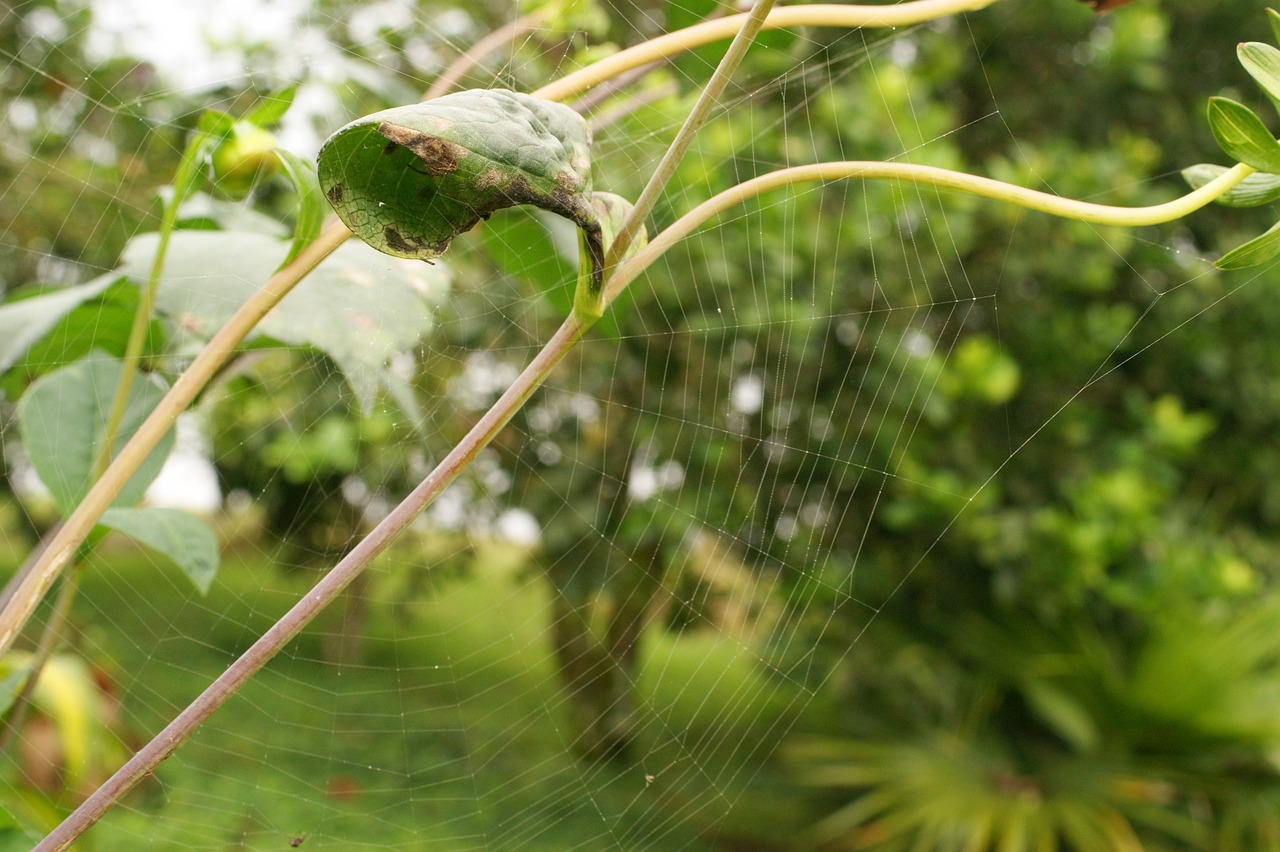 國際梅花協會最新動態更新