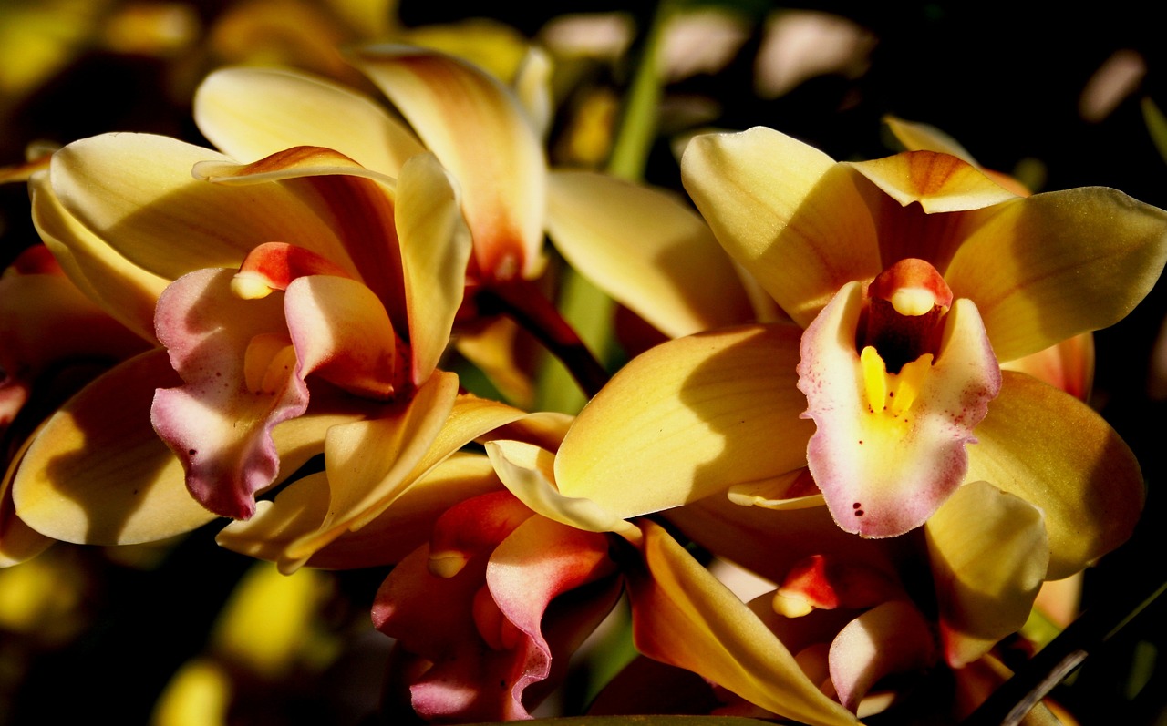 最新樹(shù)樁盆景,重塑自然之美,創(chuàng)意展現(xiàn)獨(dú)特魅力