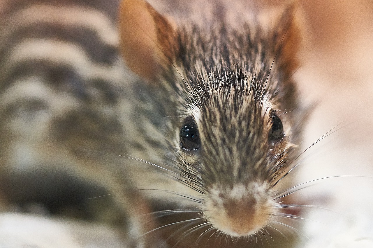 團子最新作品的魅力探索與展示