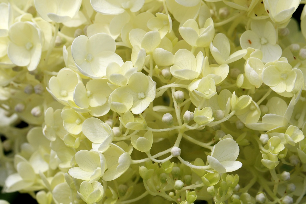 天海翼閃耀明星之路,最新動態回顧與未來展望(2017)