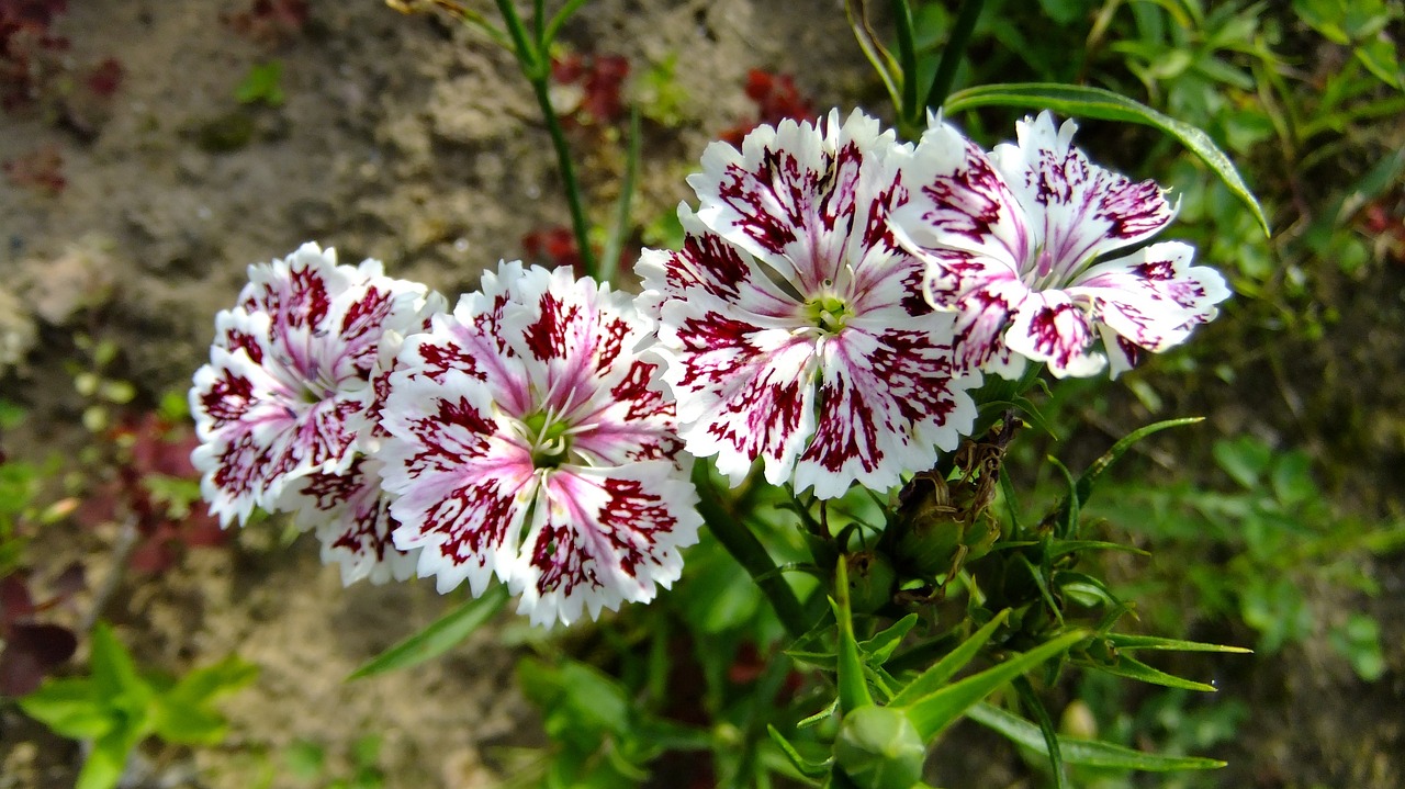 天海翼閃耀明星之路,最新動態回顧與未來展望(2017)