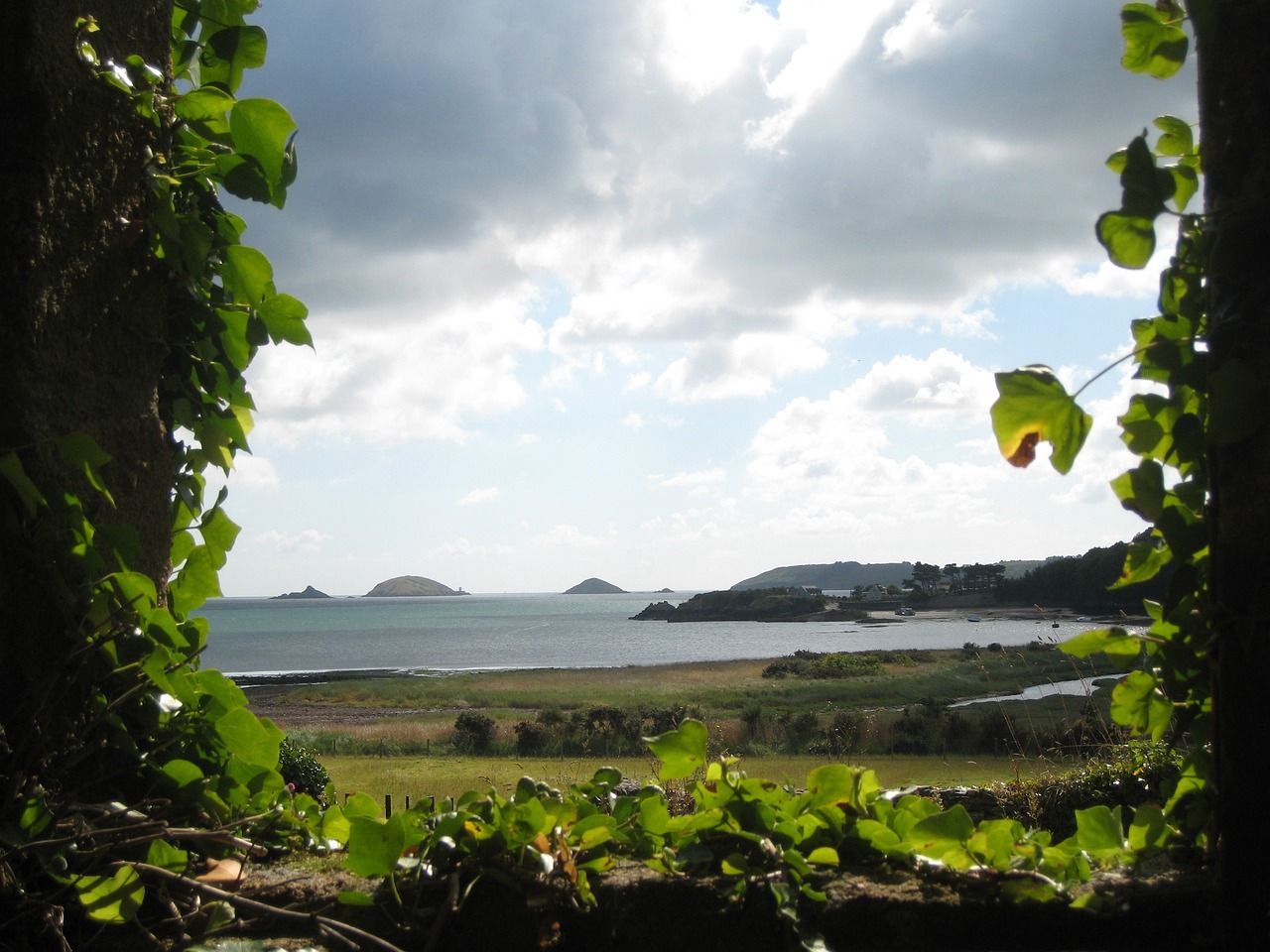 探索未來果樹產業之光,梨樹新品種展望