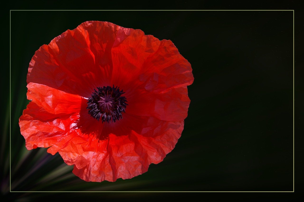 最新款門花,時尚與藝術的完美融合