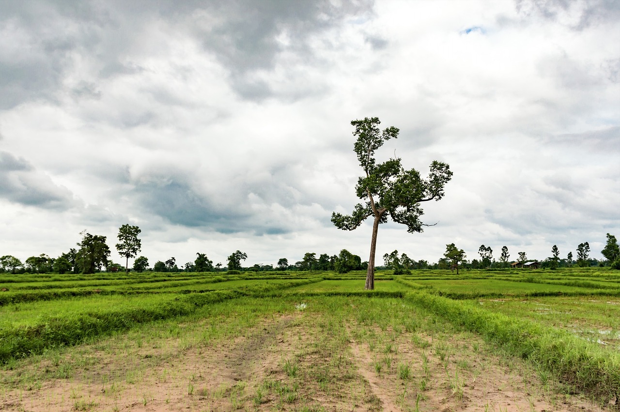 圣農引領行業變革,塑造未來農業新篇章的最新消息
