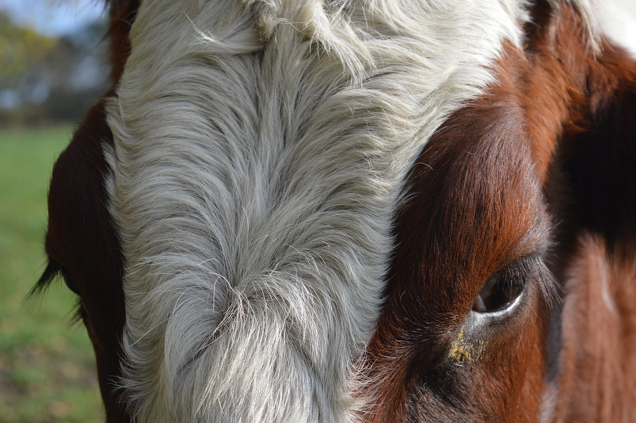 探索犬類性行為特點(diǎn)與奧秘的最新研究揭秘動(dòng)物狗性行為之謎