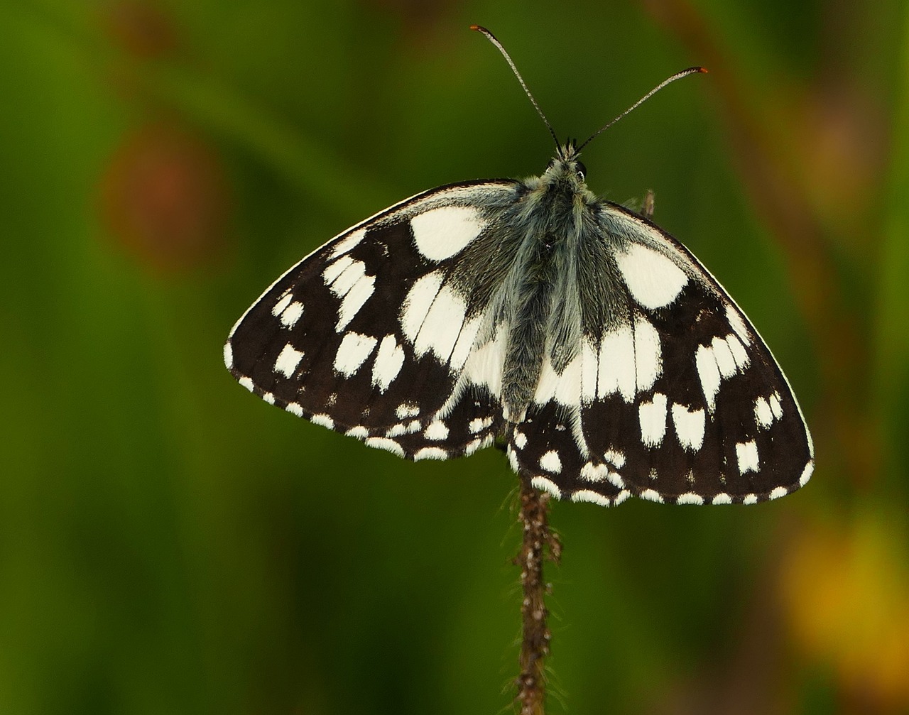 肥西春景花園最新房價概覽與動態分析