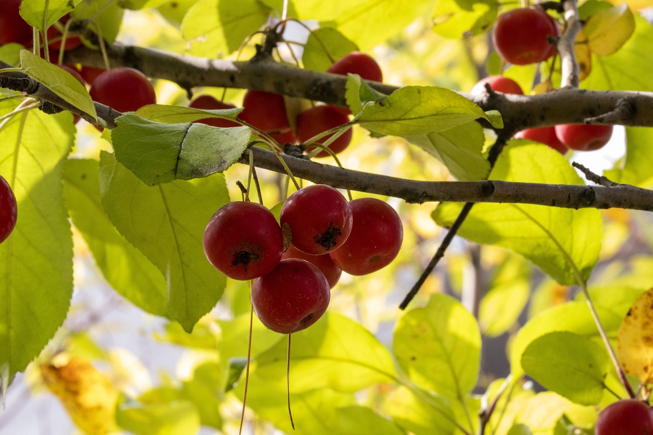 成都海倫春天最新房價及其動態分析