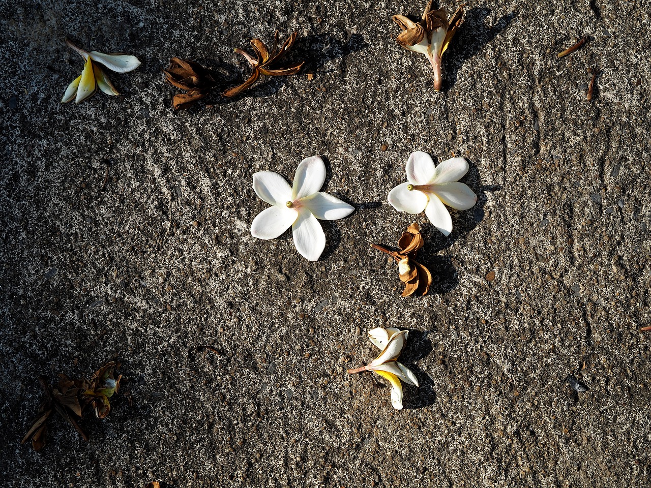 同江二手房最新消息全面解析與更新動態