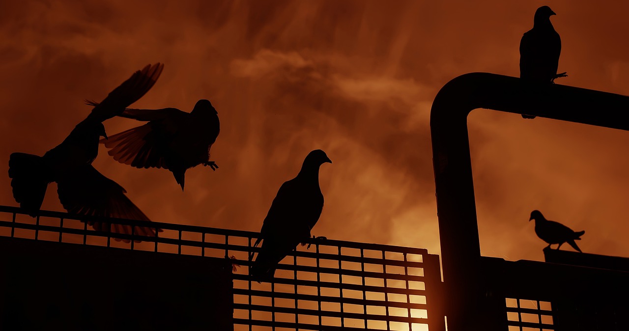 大哥最新ID探索之旅，啟示與揭秘