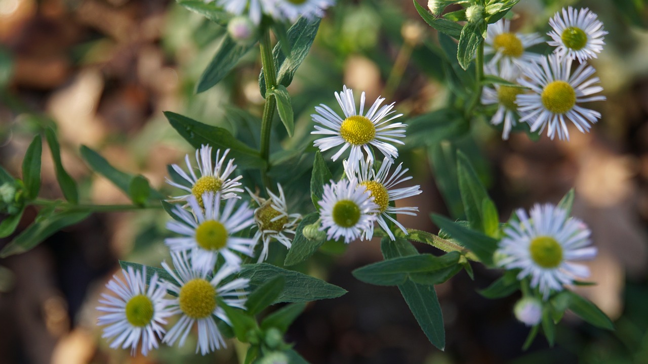 野花路最新探索,自然之美與現代發現的完美交融