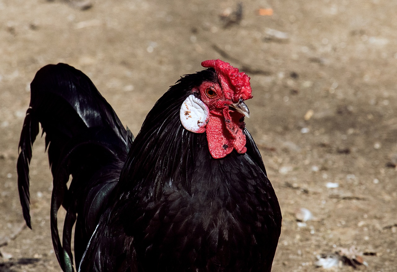 最新獅虎斗,自然界王者之爭的震撼瞬間