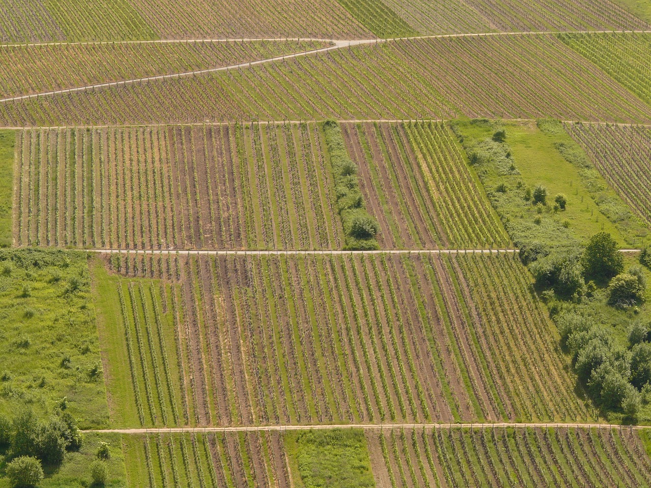 日本最新葡萄品種,探索葡萄產業(yè)創(chuàng)新之路