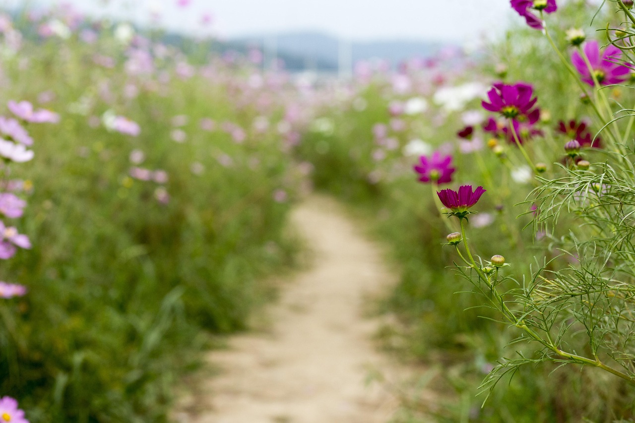 平野美宇的最新動(dòng)態(tài)與成長(zhǎng)軌跡概覽
